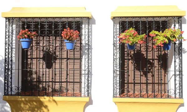 Panelas de flores azuis na grelha preta — Fotografia de Stock