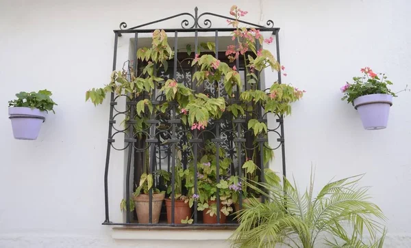 Växter på svart galler fönster — Stockfoto