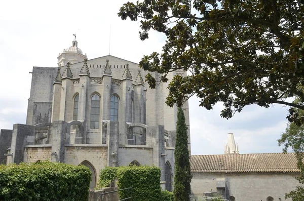 Árbol y Catedral de Girona — Foto de Stock