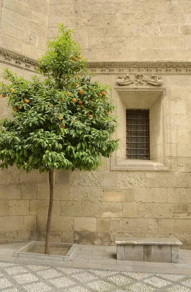 Portakal ağacı ve taş tezgah — Stok fotoğraf