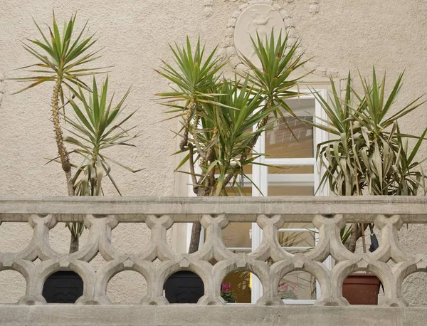 Pflanzen auf dem Balkon — Stockfoto