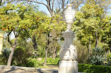 Seville park portakal ağacı