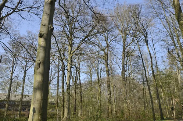 Laubbäume Wald — Stockfoto