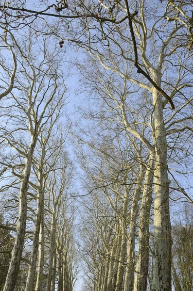 Fila di alberi senza foglie — Foto Stock