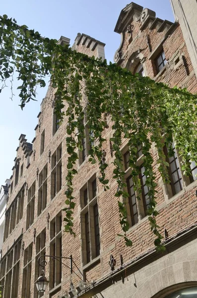 Ivy en la calle Bruselas — Foto de Stock