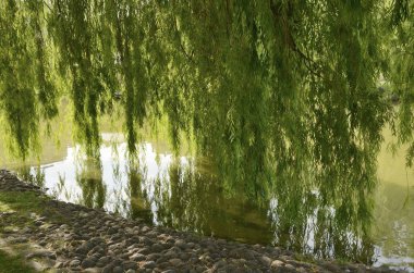 Gölde yaprak ağacı