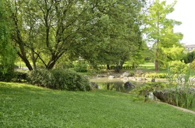 yeşil park su birikintisi