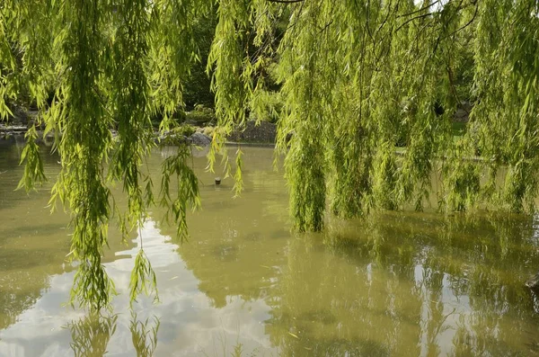 Zielone liście na jeziorze — Zdjęcie stockowe