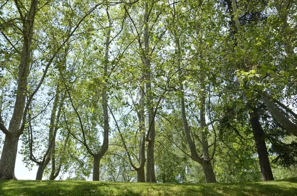 Alberi su erba in parco — Foto Stock