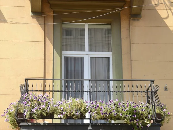 Mauve Und Weiße Blumen Auf Dem Balkon Des Gebäudes — Stockfoto