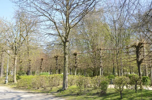 Brüksel Belçika Parkındaki Çıplak Ağaçlar Arasında Doğal — Stok fotoğraf