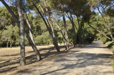 İspanya 'nın başkenti Madrid' in parkındaki ağaçlar arasında yol.