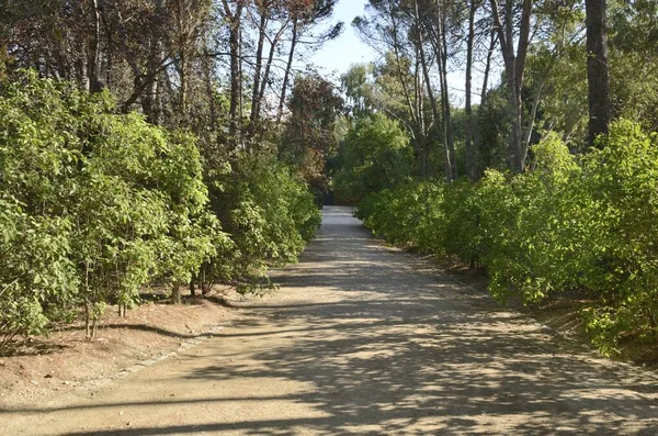 Sendero Solitario Parque Madrid Capital España — Foto de Stock