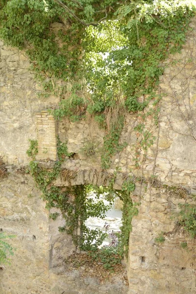 Ivy Historických Zdech Středověkém Městě Girona Katalánsko Španělsko — Stock fotografie