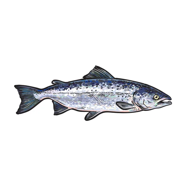 Hand drawn norvegian salmon, sketch style vector illustration — Stock Vector