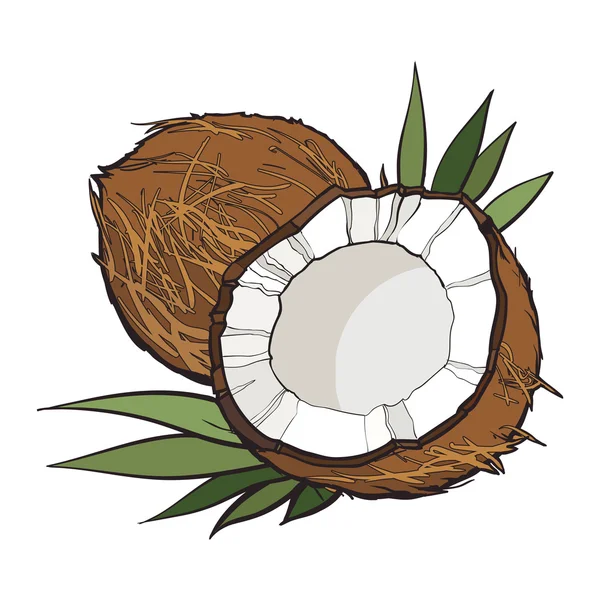 Kokosnuss isoliert auf weißem Hintergrund — Stockvektor