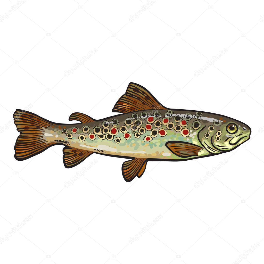 Hand drawn rainbow trout, sketch style vector illustration Stock