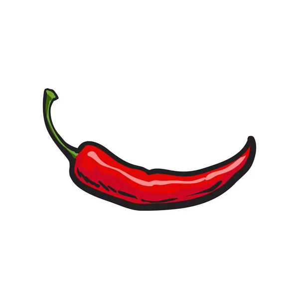 Hand drawn red hot chili pepper isolated on white background — Stock Vector
