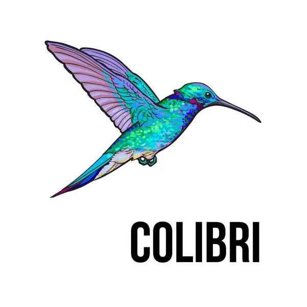 Colibrí de zafiro dibujado a mano, ilustración vectorial de estilo de boceto colorido — Archivo Imágenes Vectoriales