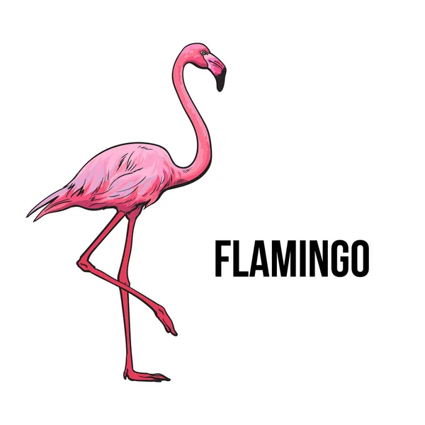 Elle çizilmiş pembe flamingo, renkli kroki tarzı vektör çizim — Stok Vektör