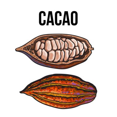 Hand drawn whole and half cacao fruits clipart
