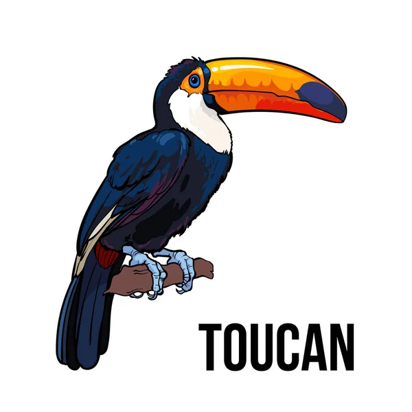 Hand getekend toucan zithoek op een boomtak, vectorillustratie — Stockvector