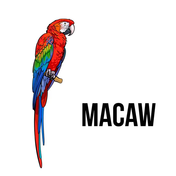 Ręka ciągnione czerwony green Wing macaw papuga — Wektor stockowy