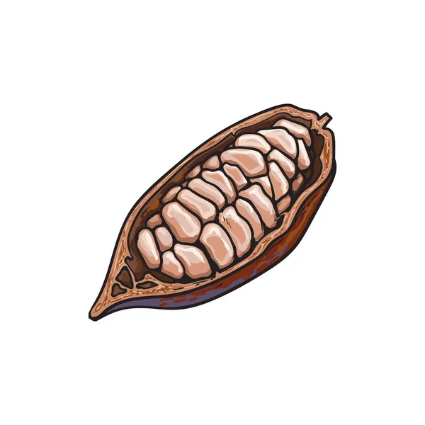 La moitié de cacao mûr avec des fèves de cacao à l'intérieur — Image vectorielle