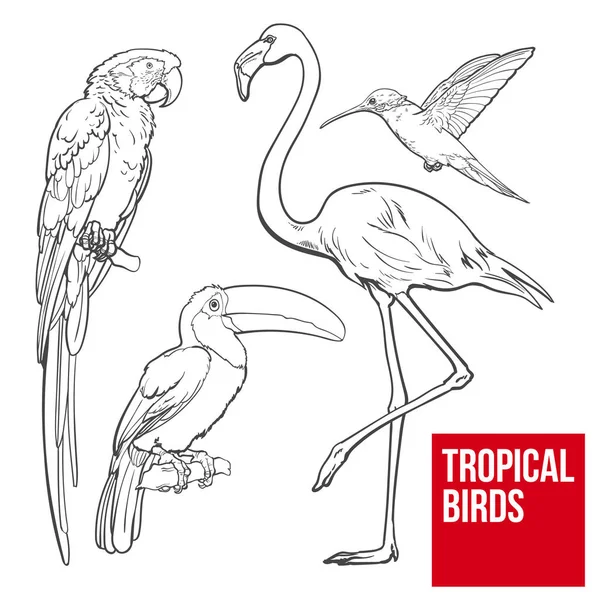 Πολύχρωμα εξωτικά τροπικά πουλιά - φλαμίγκο, μακώ, κολιμπρί και toucan — Διανυσματικό Αρχείο