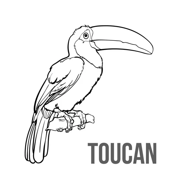 Handgezeichneter Tukan-Sitz auf einem Ast, Vektorillustration — Stockvektor