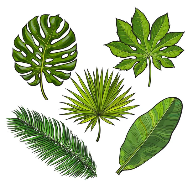Uppsättning av tropiska palmblad, skiss stil vektorillustration — Stock vektor