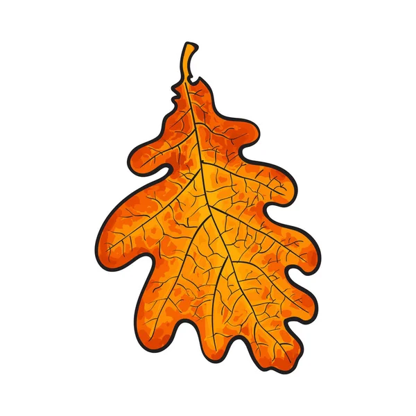 Beautiful orange colored autumn oak leave isolated on white background — Stock Vector