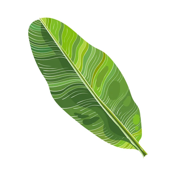 バナナのヤシの木、ベクトル図の完全に新鮮な葉 — ストックベクタ
