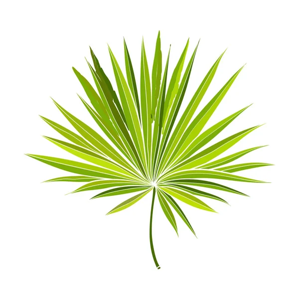 Fan shaped leaf of palmetto tree, vector illustration — Stock Vector