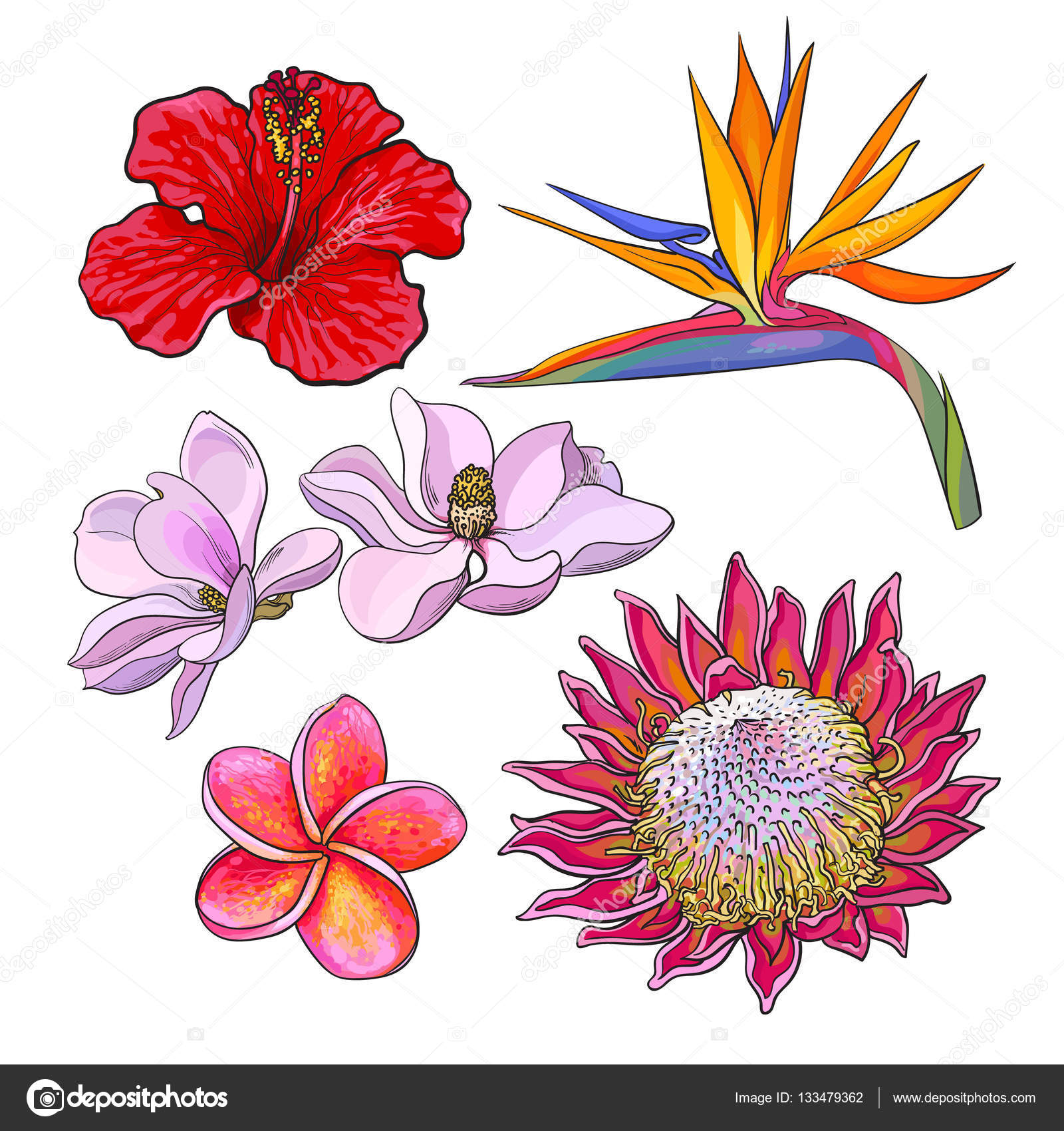 illustrazione di vettore di stile di schizzo isolato su priorit  bassa bianca Realistico a mano disegno di fiori esotici e tropicali — Vettoriali