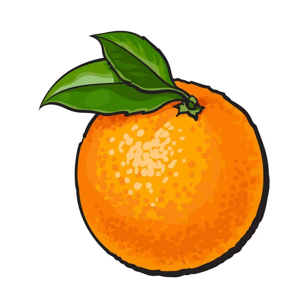 Realistyczne kolorowe ręcznie rysowane dojrzałych, ze skórką pomarańczy z zielonych liści — Wektor stockowy
