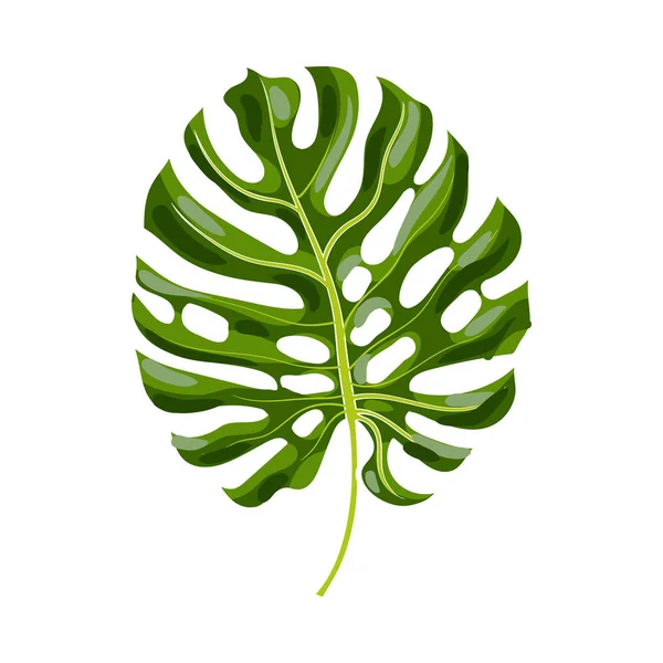 Hoja llena de palmera monstera, ilustración vectorial — Archivo Imágenes Vectoriales