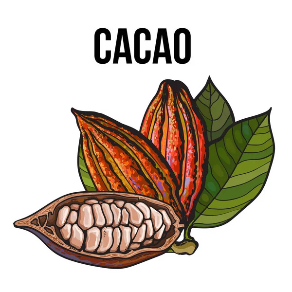 Frutos de cacao enteros y medio dibujados a mano con hojas — Archivo Imágenes Vectoriales