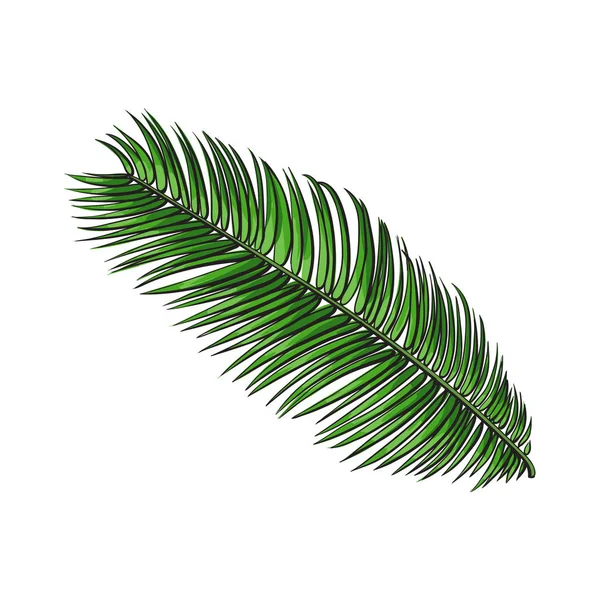 Hoja fresca llena de palmera de sagú, ilustración del vector del boceto — Vector de stock