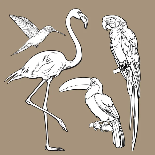 Εξωτικά τροπικά πουλιά - φλαμίγκο, μακώ, κολιμπρί και toucan — Διανυσματικό Αρχείο