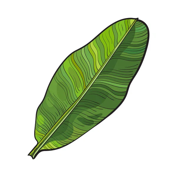 Feuille pleine de palmier bananier, illustration vectorielle de croquis — Image vectorielle