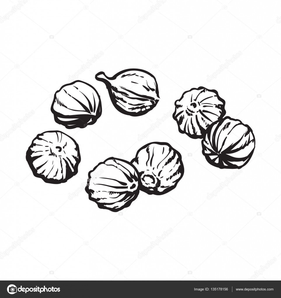 Semillas de cilantro, ilustración vectorial estilo boceto aislado sobre