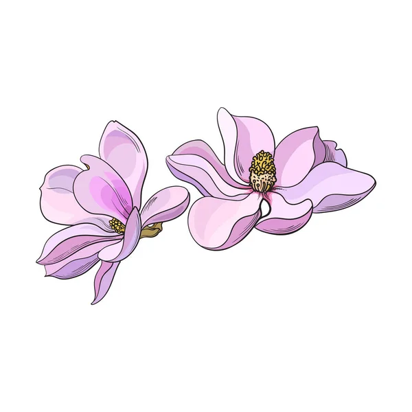 Deux fleurs de magnolia rose, illustration vectorielle croquis — Image vectorielle