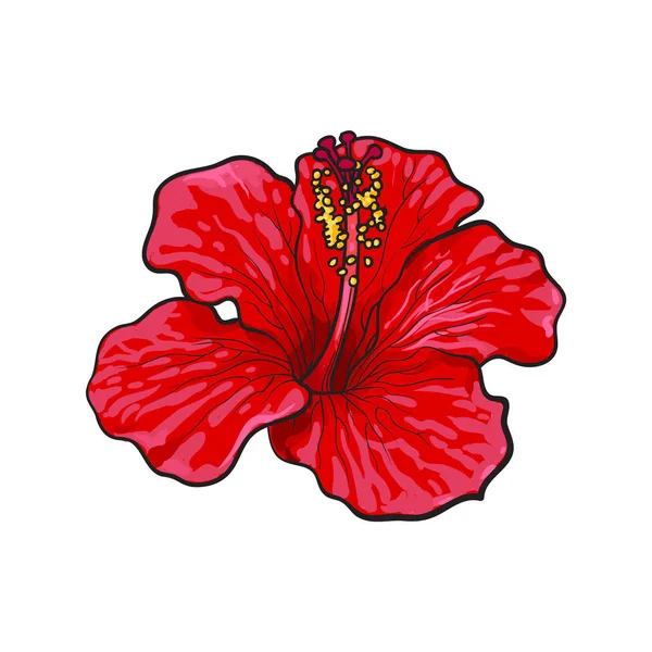 Flor tropical de hibisco rojo brillante único, ilustración del vector del boceto — Vector de stock