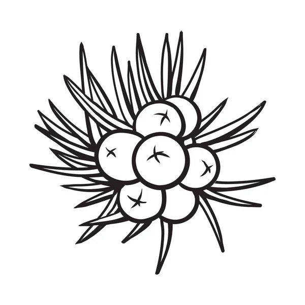 Jagody jałowca, szkic styl wektor ilustracja na białym tle — Wektor stockowy