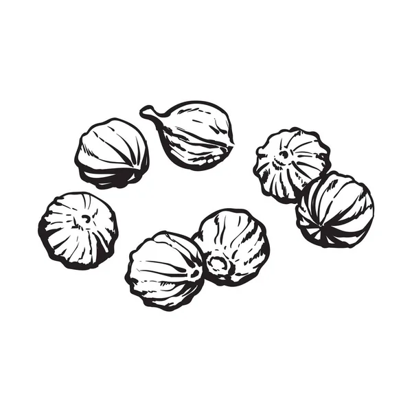 Semillas de cilantro, ilustración vectorial estilo boceto aislado sobre fondo blanco — Vector de stock