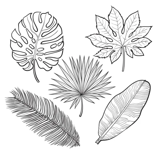 Conjunto de hojas de palma tropical, ilustración vectorial estilo boceto — Vector de stock