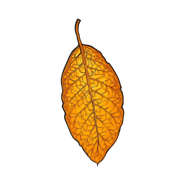 135 Dry Tobacco Leaf Vector Images Free Royalty Free Dry Tobacco Leaf Vectors Depositphotos