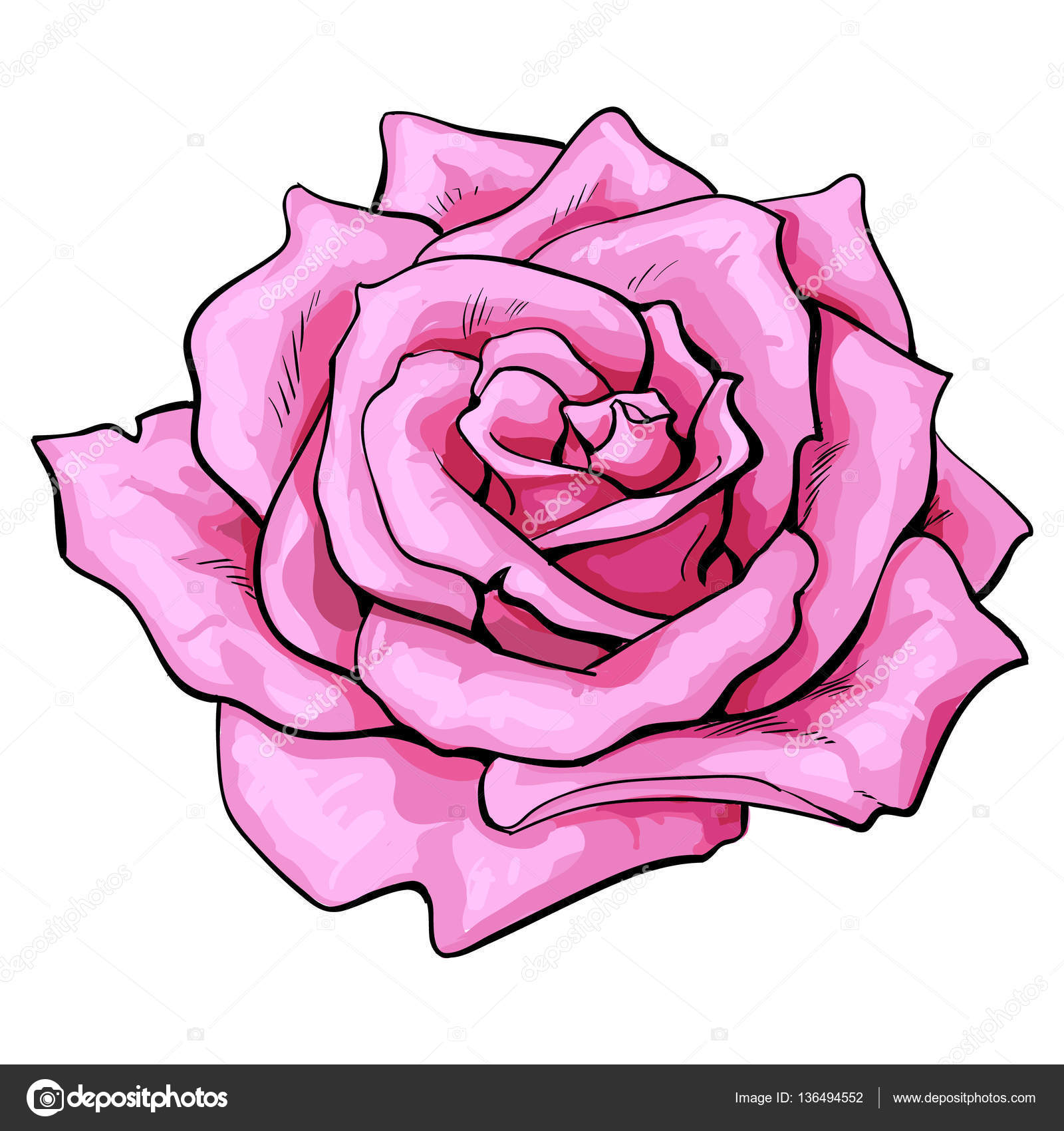 depositphotos_136494552 stock illustration deep pink rose top view