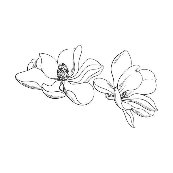 Dos flores de magnolia rosa, ilustración de vectores de bocetos — Vector de stock